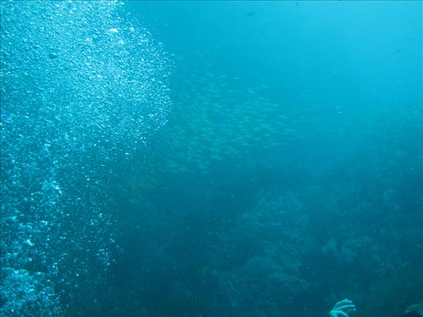 Similan Day 1 024.jpg